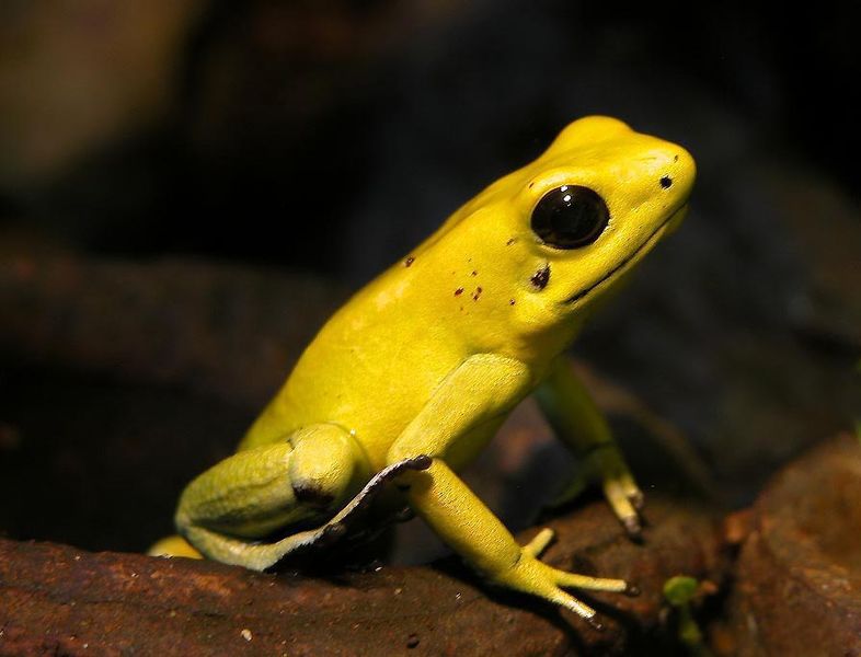 newgoldenfrogspeciesfoundincolombia